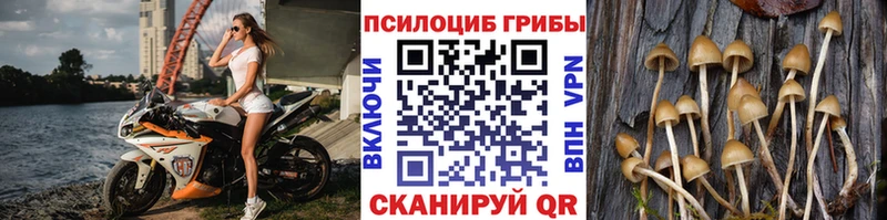 KRAKEN ССЫЛКА  Медынь  Галлюциногенные грибы мицелий  как найти закладки 